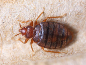 Ince Blundell bedbug control