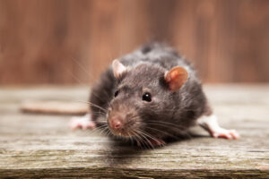 Wincle Rat Control Treatment