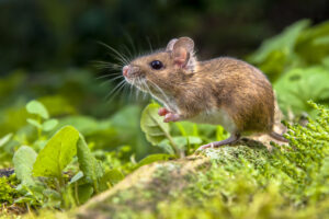 Gawsworth mice & rat control