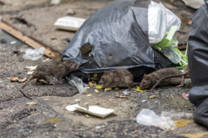 Marple Bridge Rat Control Treatment