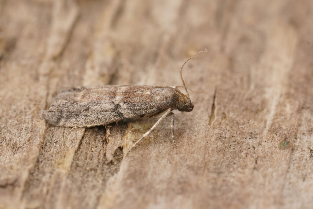 Whiston moth infestation