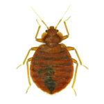 Latchford bedbugs control