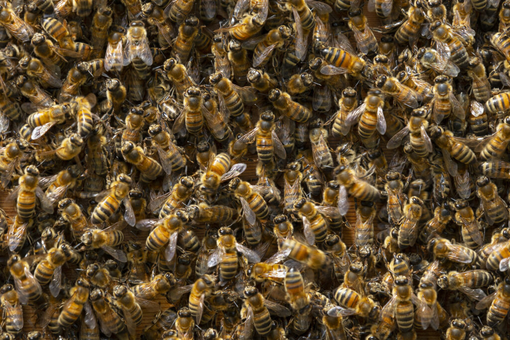 honey bee infestation removal