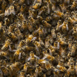 Altrincham honey bee infestation removal