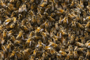 Wythenshawe bee infestation removal