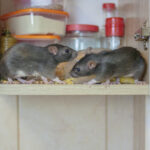 mice & rat control