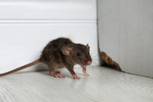 Knotty Ash Mice Control Treatment