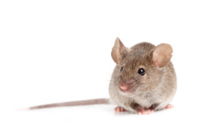 Helsby Mice Control Treatment
