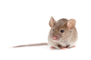 High Legh Mice Control Treatment