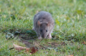 Victoria Park Rat Control Treatment