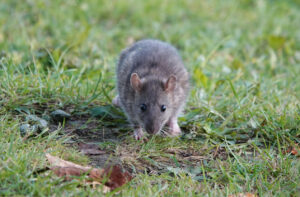 Dovecot Rat Control Treatment