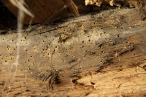 Glazebury Wasp Nest Removal 