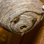 Wasp Nest Removal 