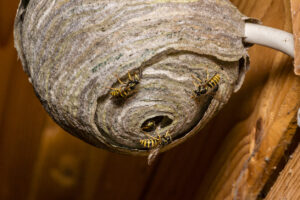 wasp nest in shed