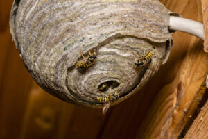 Timperley wasp nest in shed