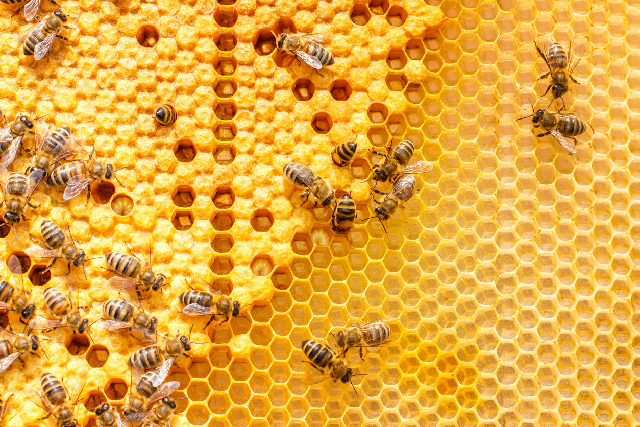 Heaton Moor Honey Bee Control treatment
