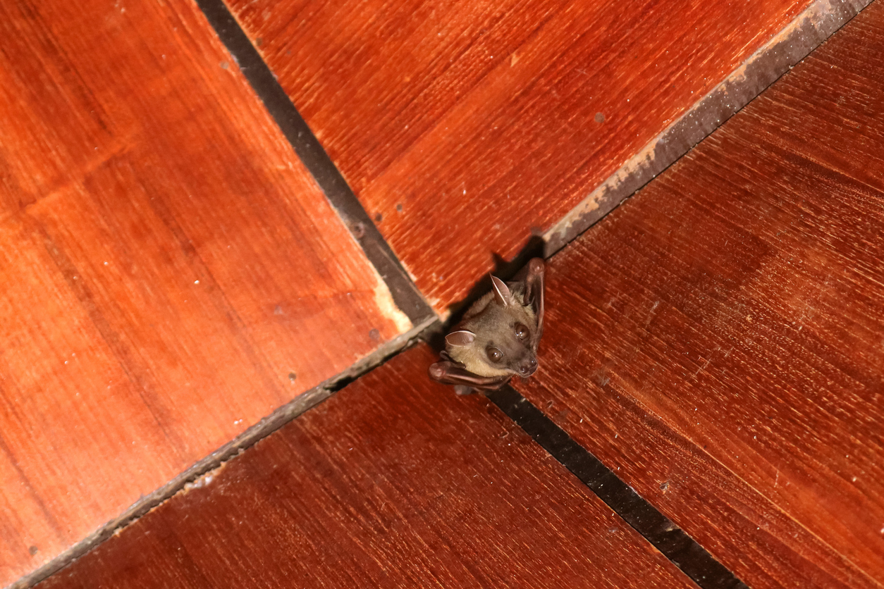 bats in loft