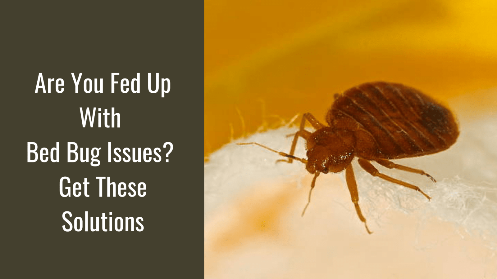 Are You Fed Up With Bed Bug Issues? Get These Solutions - Youngs Pest ...