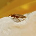 How to get rid of bed bugs