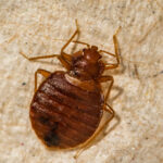Prevention of Bed Bugs