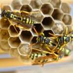 Greater Manchester Wasp Nest Removal