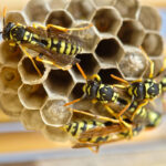 Wasp Nest Removal