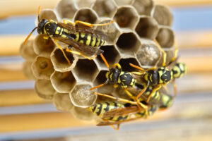 Preston Brook Wasp Nest Removal 