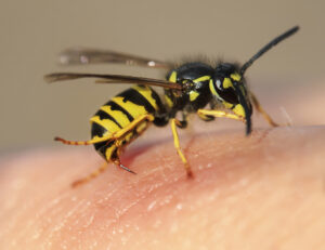 Page Moss Honey bee Nest Removal