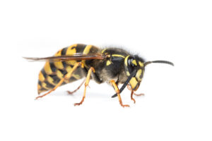 Crank Wasp Nest Removal 