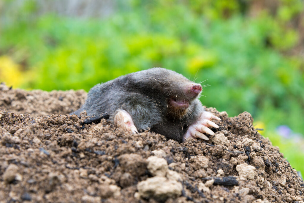 Mole Removal Manchester