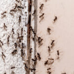 Ant Nest Removal Service