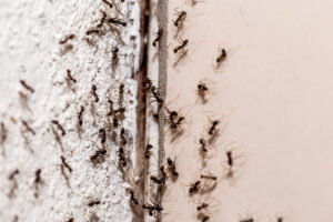 Melling ant control