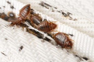 Clock Face bed bug treatment