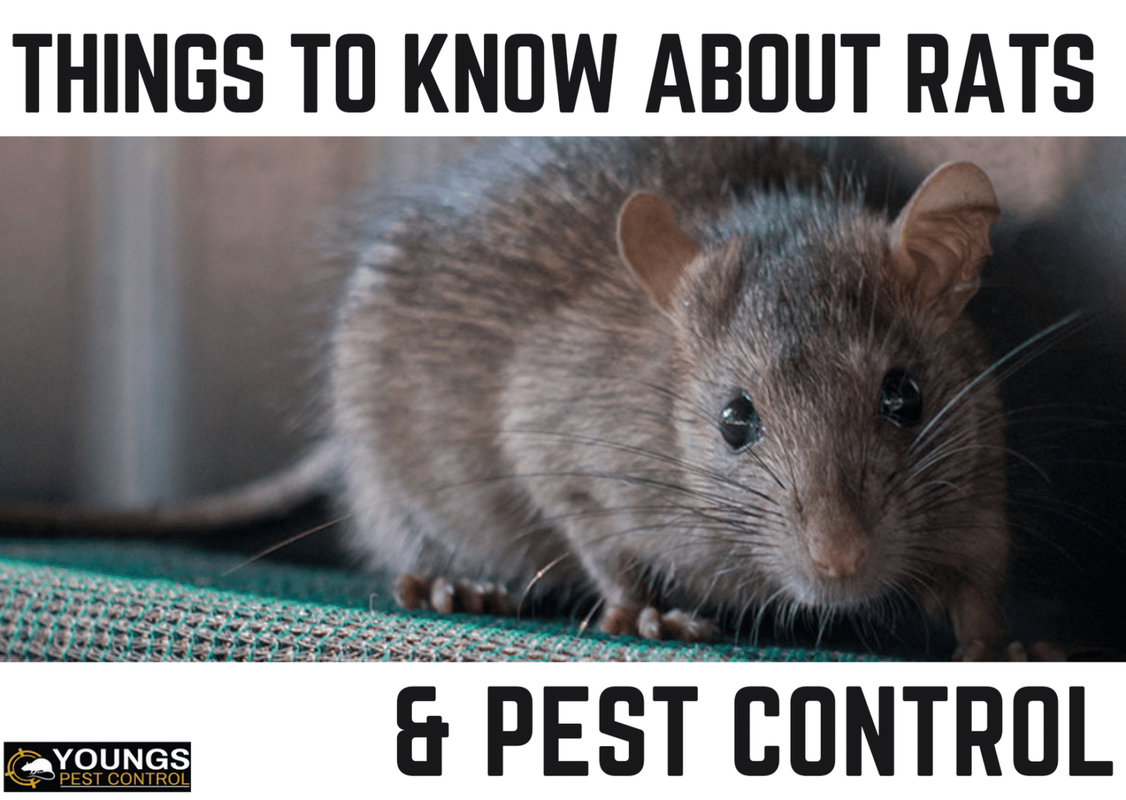Rats rodent control