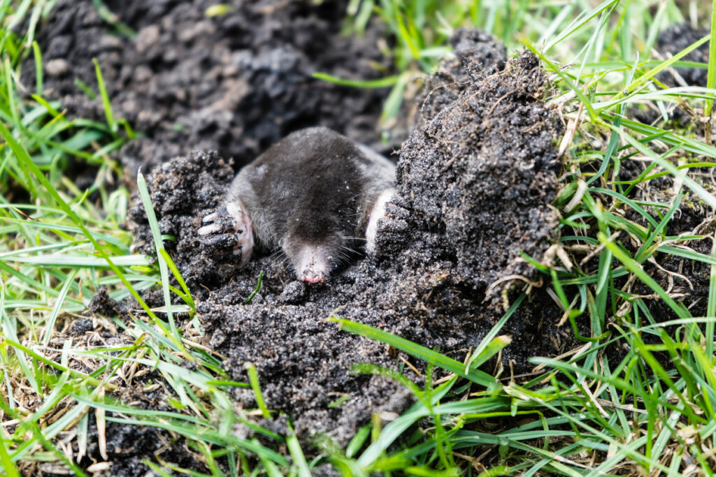 Pest Control for Moles