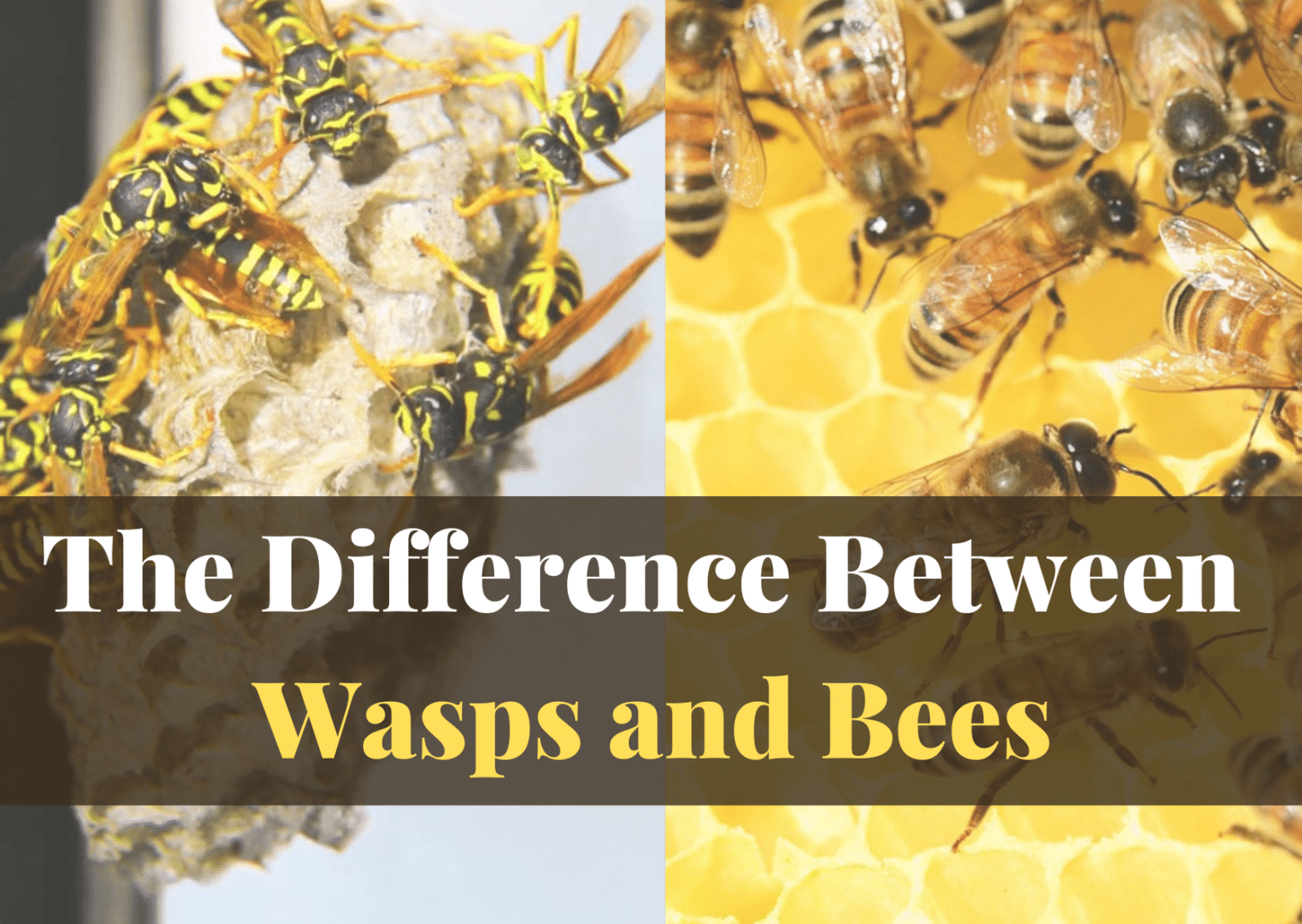 The Difference Between Wasps and Bees - Youngs Pest Control