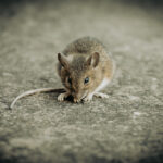 Melling Mice Control Treatment