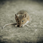 Halewood Mice Control Treatment