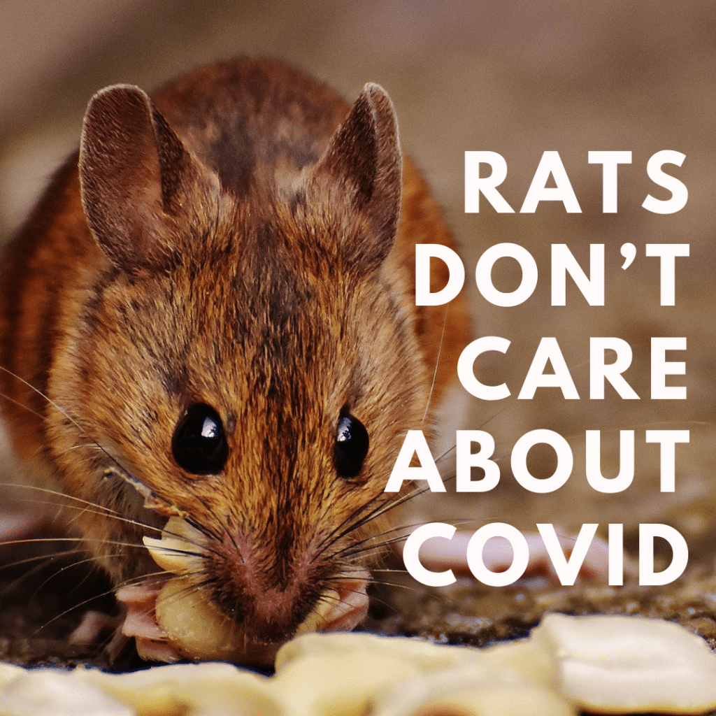 Rats don’t care about Covid