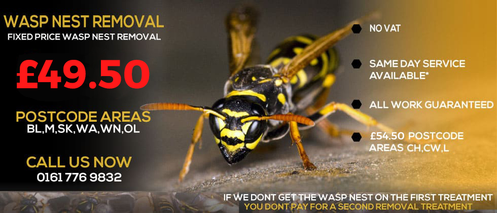 Wasp deals nest removal