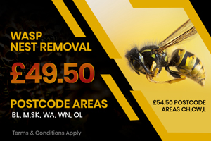 wasp nest removal mobile banner