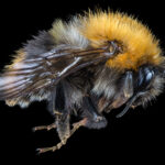 bumble bee close up