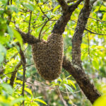 swarm of honey bees on tree