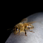 Resting Honeybee