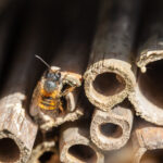 mining bee