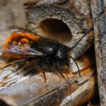 Masonry bee