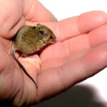 house mouse in Adswood