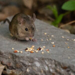 mouse eating grains