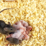 female mouse with pups