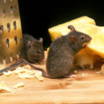 Mice control by Youngs Pest Control